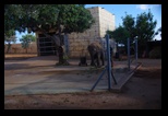Pafos Zoo -30-05-2017 - Bogdan Balaban